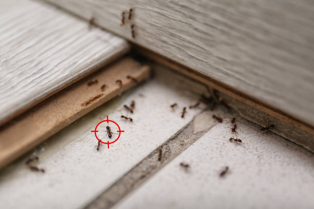 Best Cockroach Control Services  in Winfield, AL